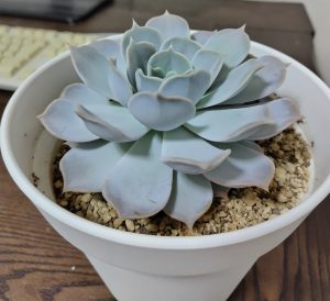 エケベリアリラシナ