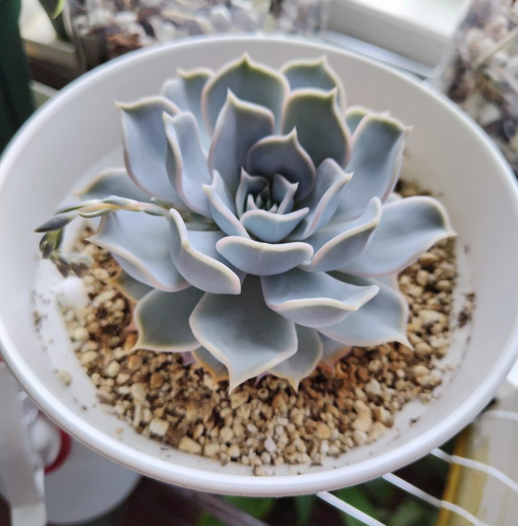 エケベリア・リラシナの室内育成記 - プラントぷらねっと