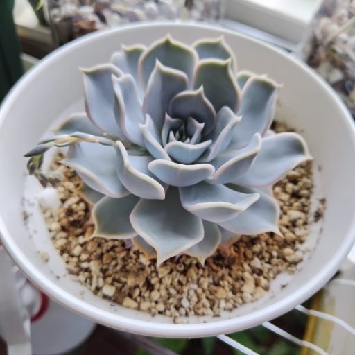 ダドレア・ブリトニー（仙女盃）育成記 - プラントぷらねっと