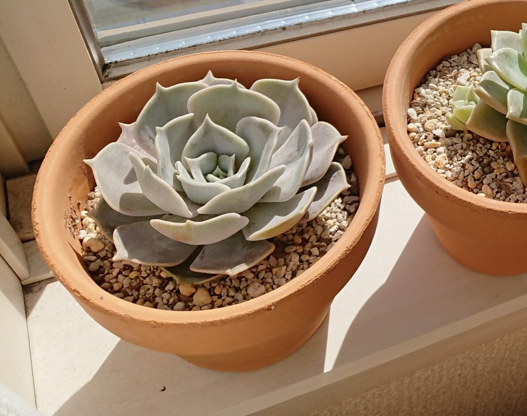 エケベリア・リラシナの室内育成記 - プラントぷらねっと