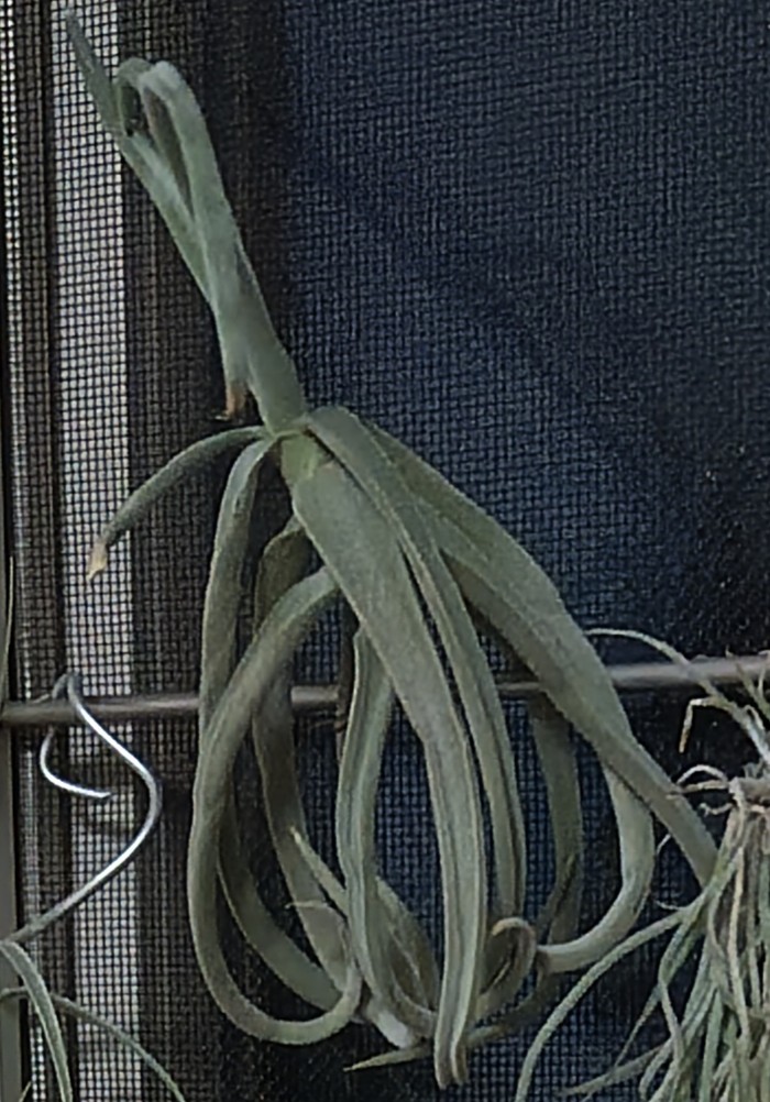 チランジア・ドゥラティの室内育成記 - プラントぷらねっと