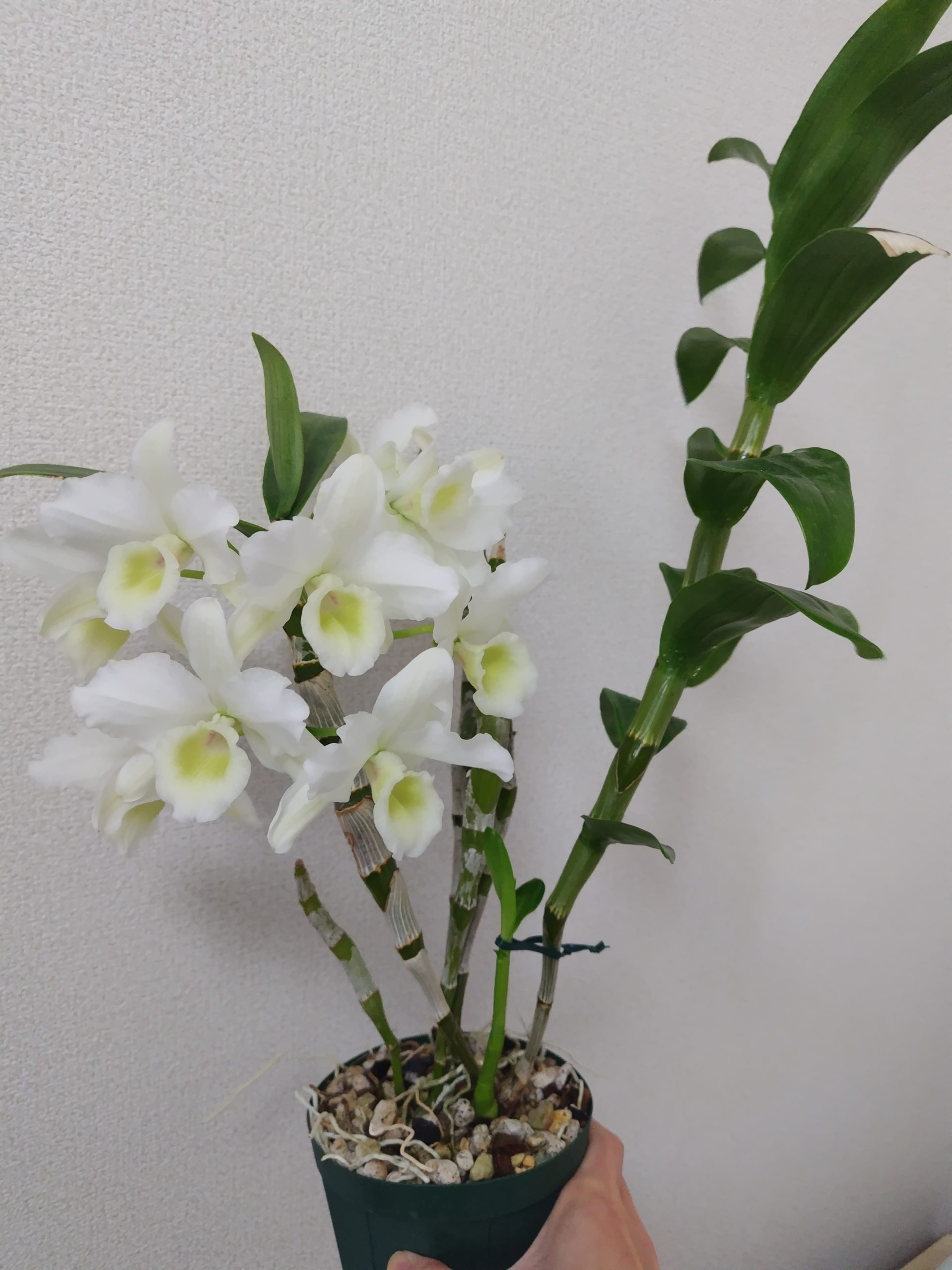 デンドロビウム