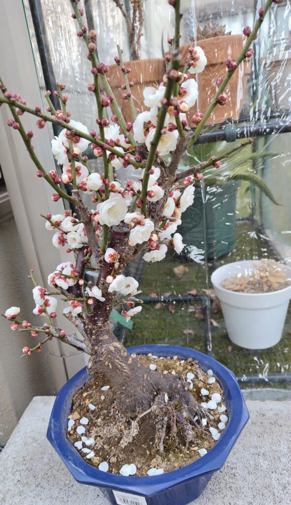 梅・玉牡丹育成記 - プラントぷらねっと