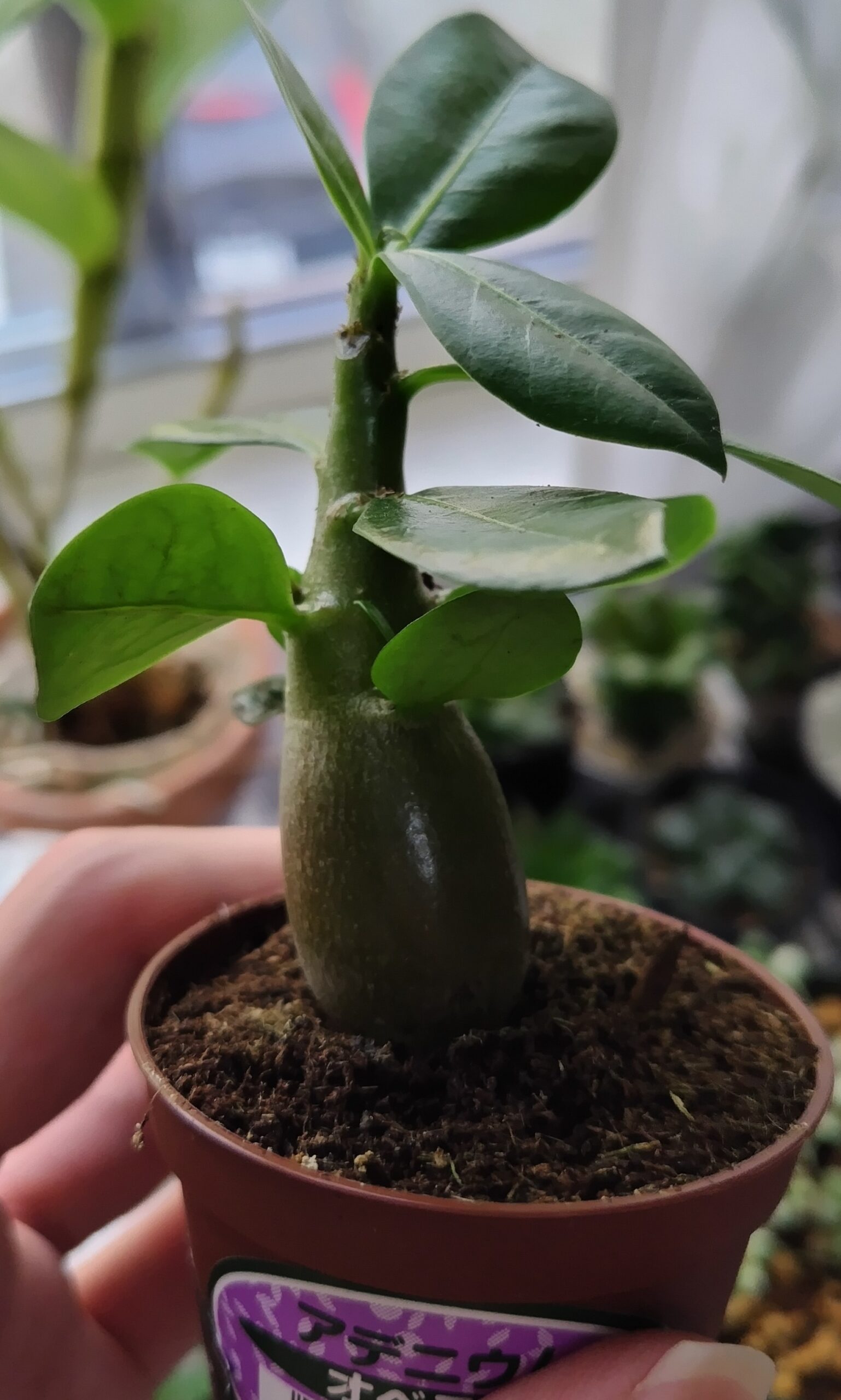 アデニウム・オベスム