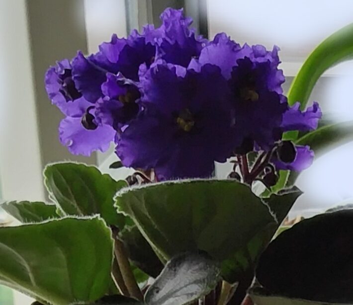 セントポーリア・タロー