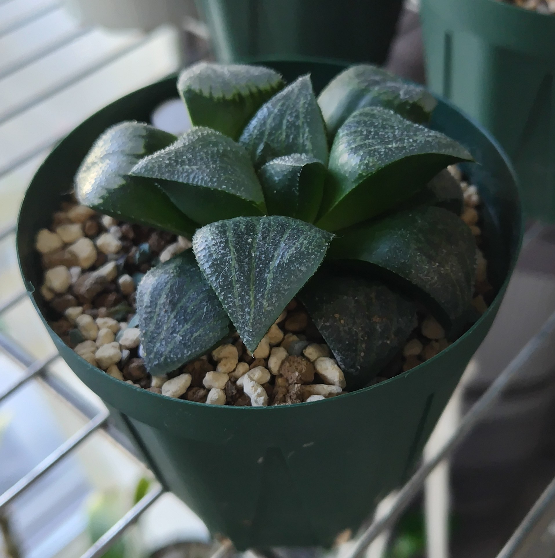 ハオルチア（コンプト系）の室内育成記 - プラントぷらねっと