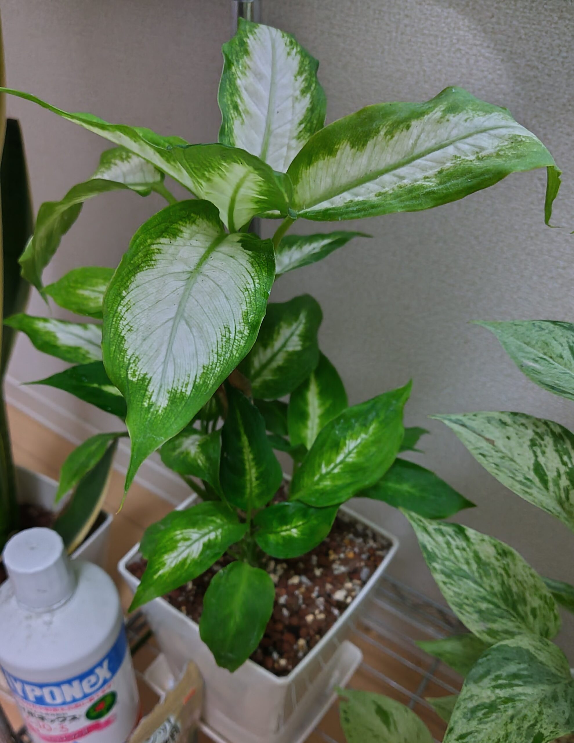 デフェンバキア